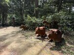 IMG_7374