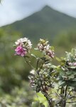 IMG_7680