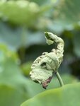 IMG_8009