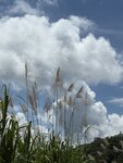 IMG_8545