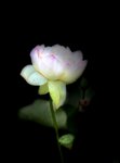 IMG_8678