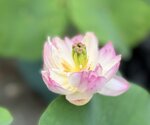 IMG_8696