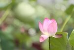 IMG_8730