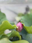 IMG_8732