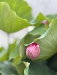 IMG_8733