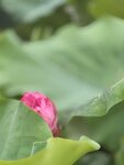 IMG_8738