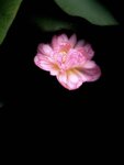 IMG_8754