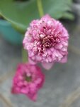 IMG_8793