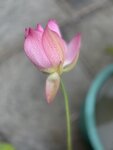 IMG_8797
