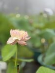 IMG_8816