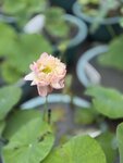 IMG_8817