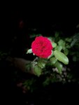IMG_0557