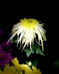 IMG_0651