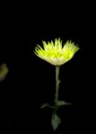 IMG_0655