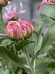 IMG_0656