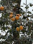 IMG_1046