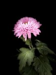 IMG_1049