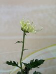 IMG_1050