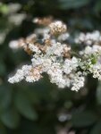 IMG_5171