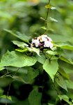 IMG_6086