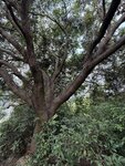 IMG_6090