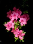 IMG_6489