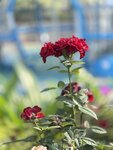 IMG_6653