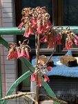 IMG_6716
