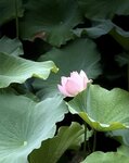 IMG_7010