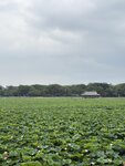 IMG_7013