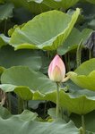 IMG_7016