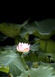 IMG_7018