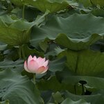 IMG_7019
