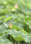 IMG_7020