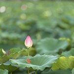 IMG_7021