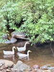 IMG_8104