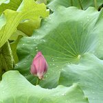 IMG_8299