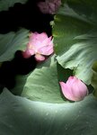 IMG_8336