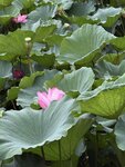 IMG_8418