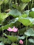 IMG_8419