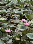 IMG_8423