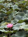 IMG_8425