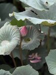 IMG_8426