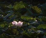 IMG_8923