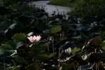 IMG_8924