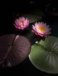 IMG_9398