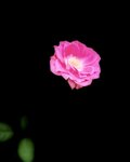 IMG_9698