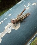 IMG_9958
