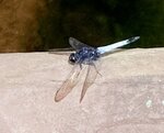 IMG_0256