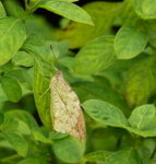 綱絲蛺蝶
P1180123